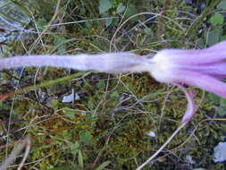 Image of Knowltonia tenuifolia (L. fil.) Mosyakin