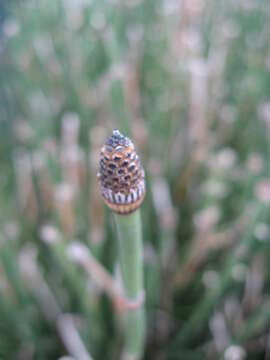 Image of Common Scouring-Rush