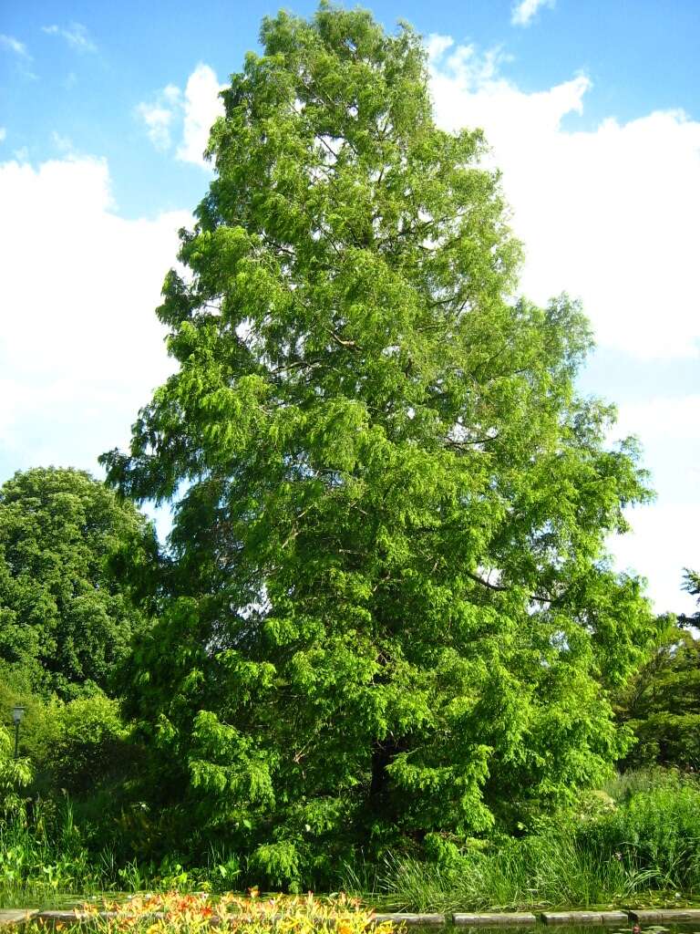 Image of Bald Cypress