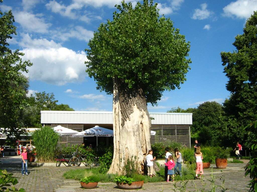 Image of Black Poplar