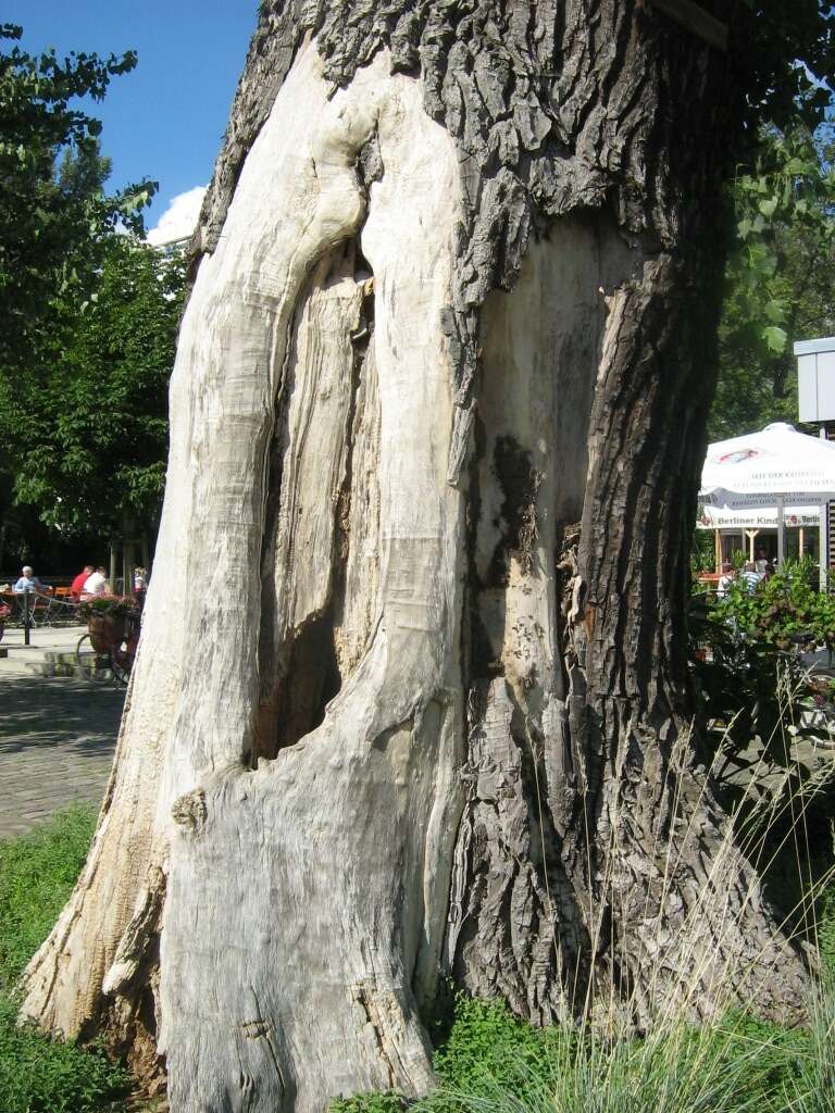 Image of Black Poplar