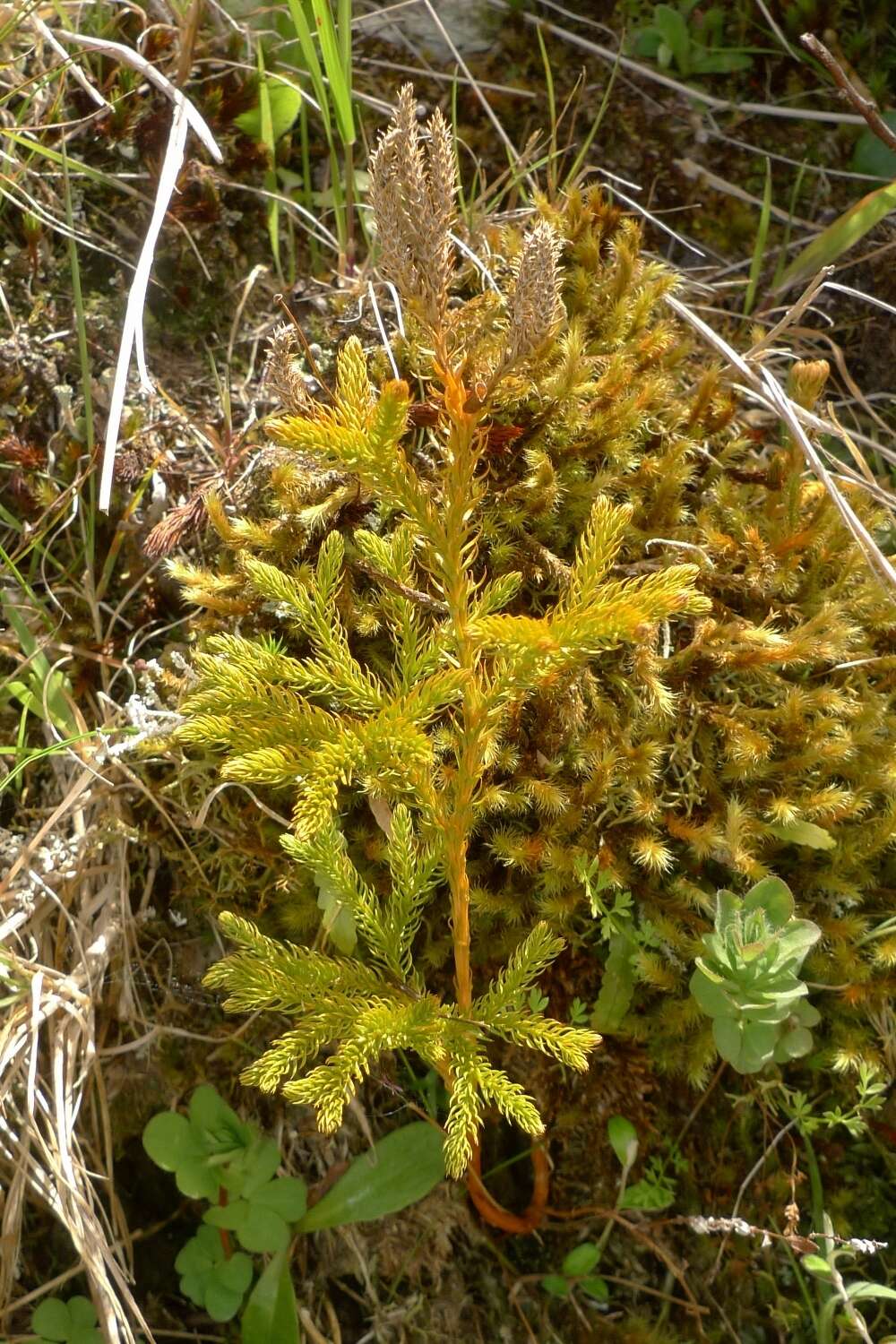 Imagem de Austrolycopodium fastigiatum (R. Br.) Holub