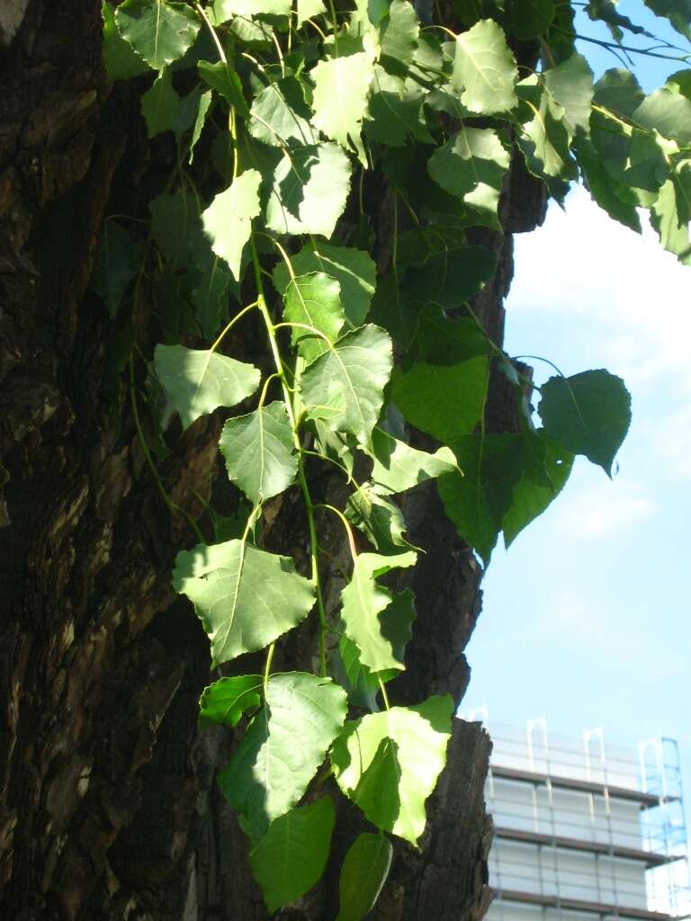 Image of Carolina poplar