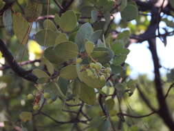 Arctostaphylos viscida subsp. mariposa (Dudley) P. V. Wells resmi