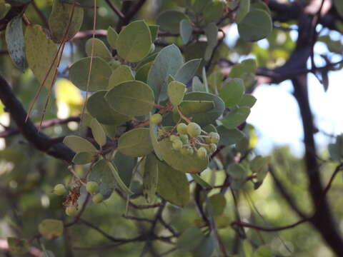 Image of Mariposa manzanita