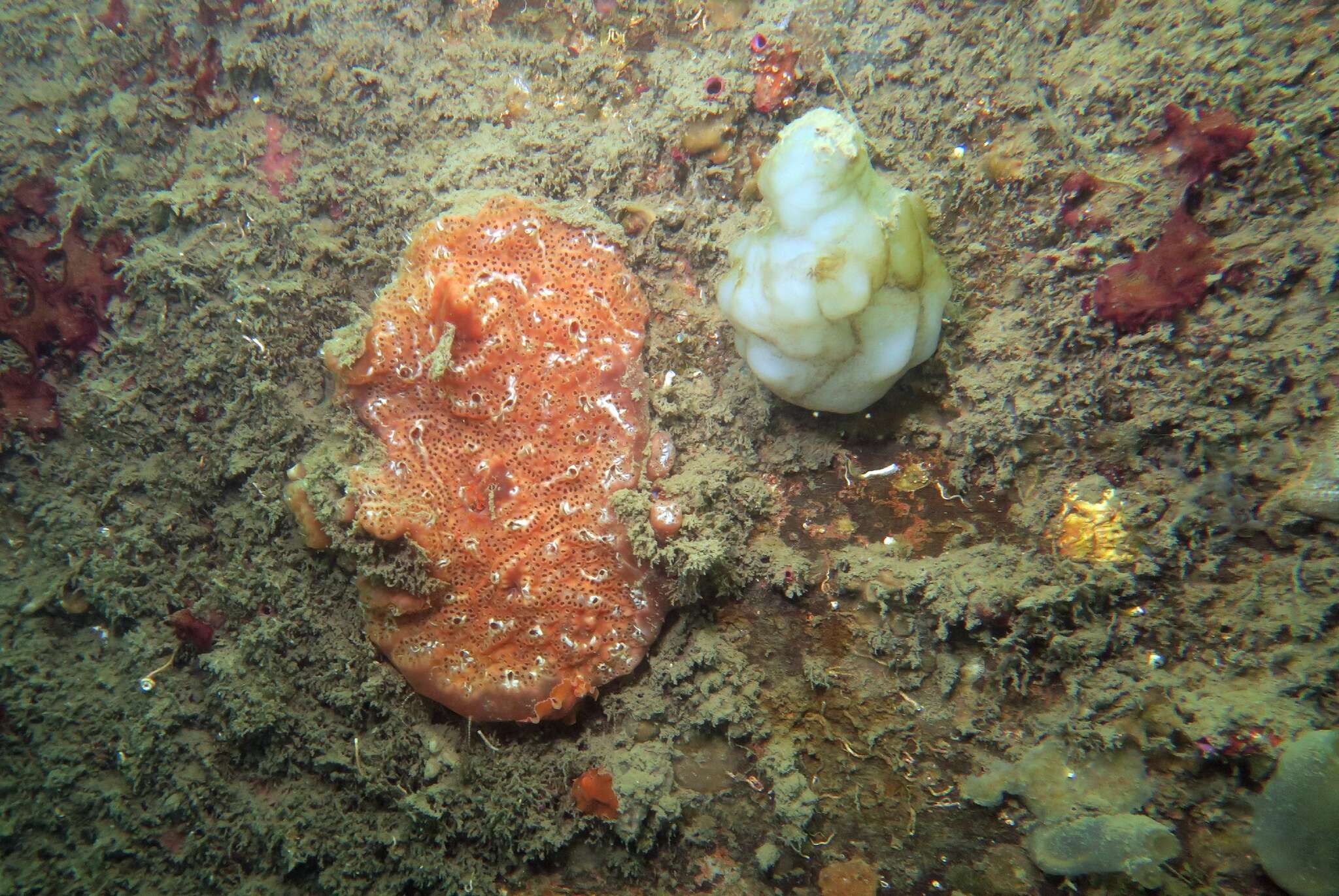 Image of Aplidium nordmanni (Milne Edwards 1841)