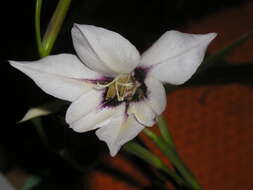 Image of Gladiolus murielae Kelway