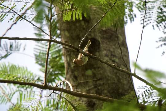 Image of Bornean Brown Barbet