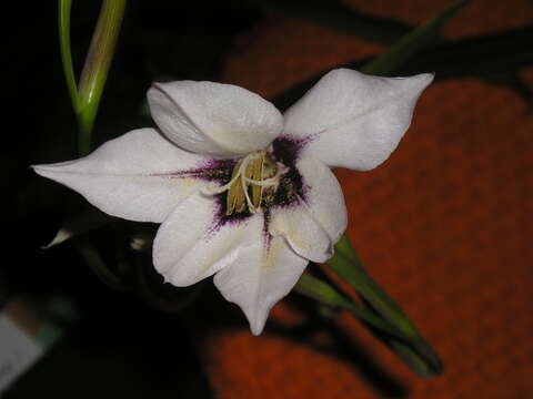 Plancia ëd Gladiolus murielae Kelway