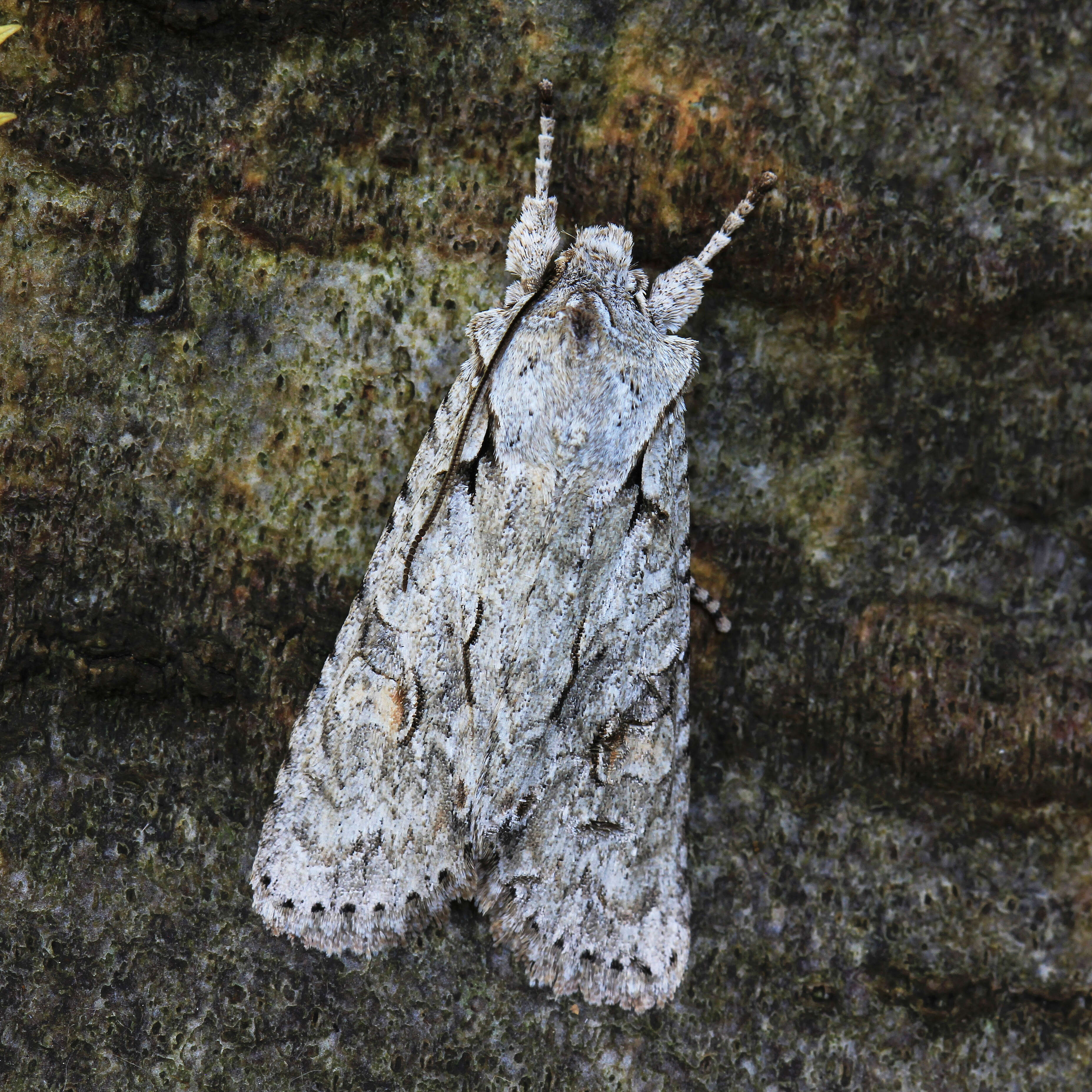 Image de nébuleuse