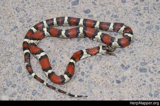 Lampropeltis mexicana (Garman 1884)的圖片