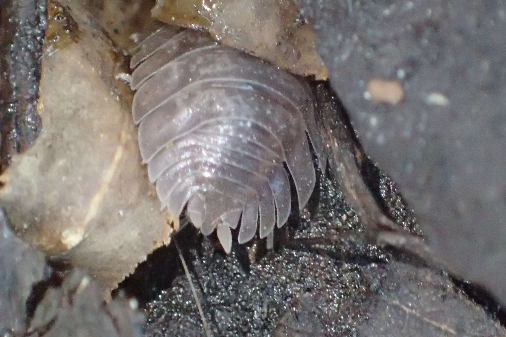 Image of Isopod