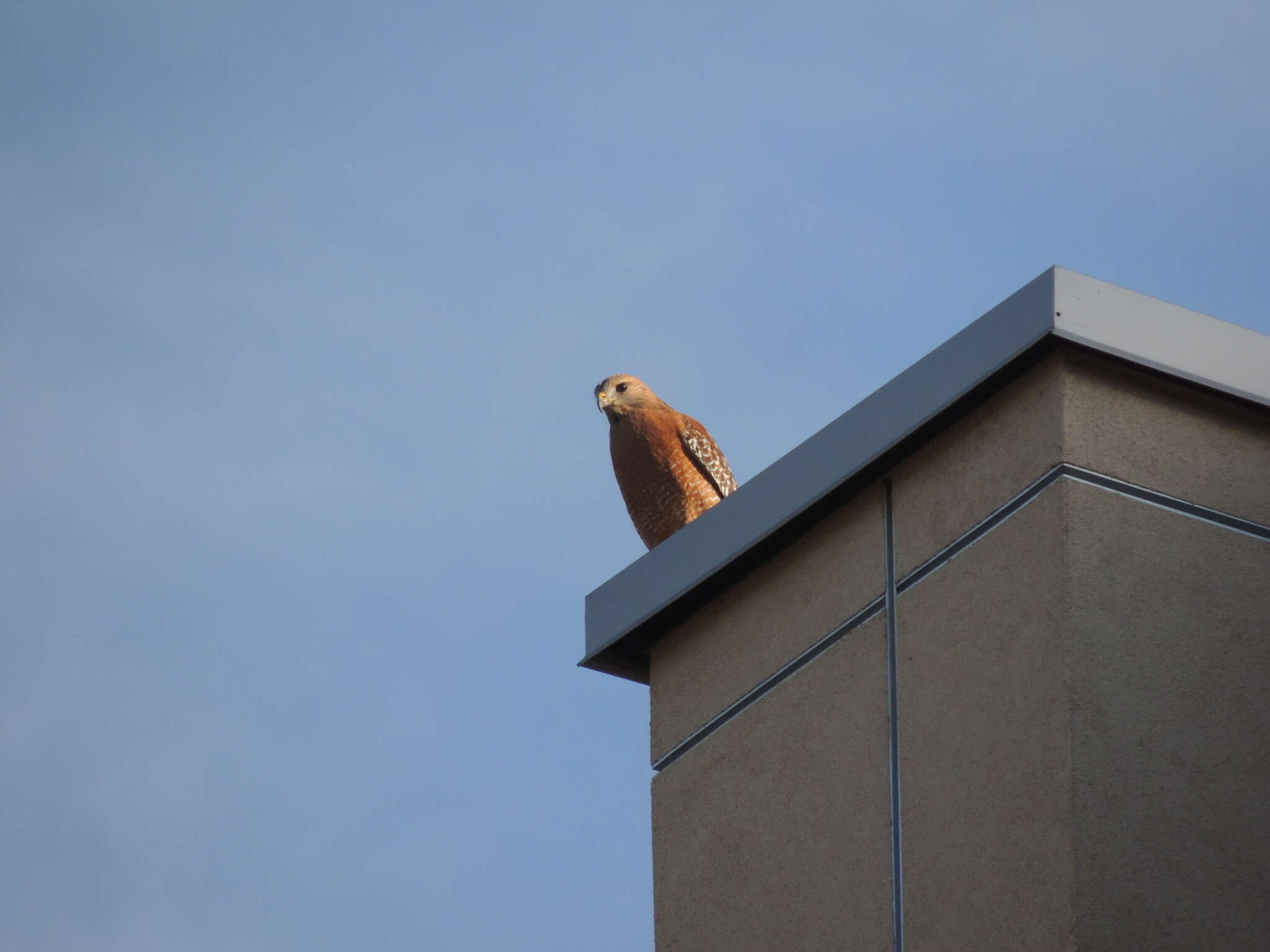 Image of Red-shouldered Hawk