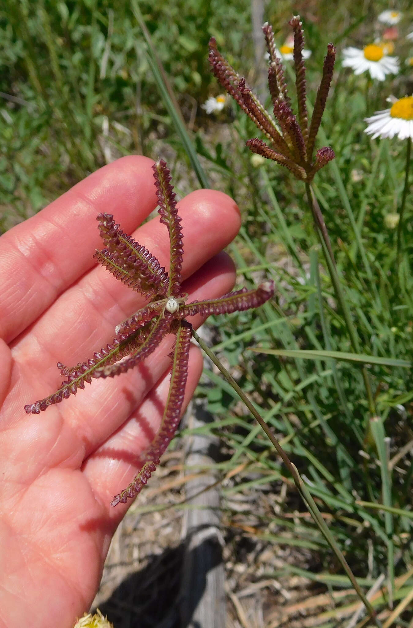 Image de Chloris cucullata Bisch.