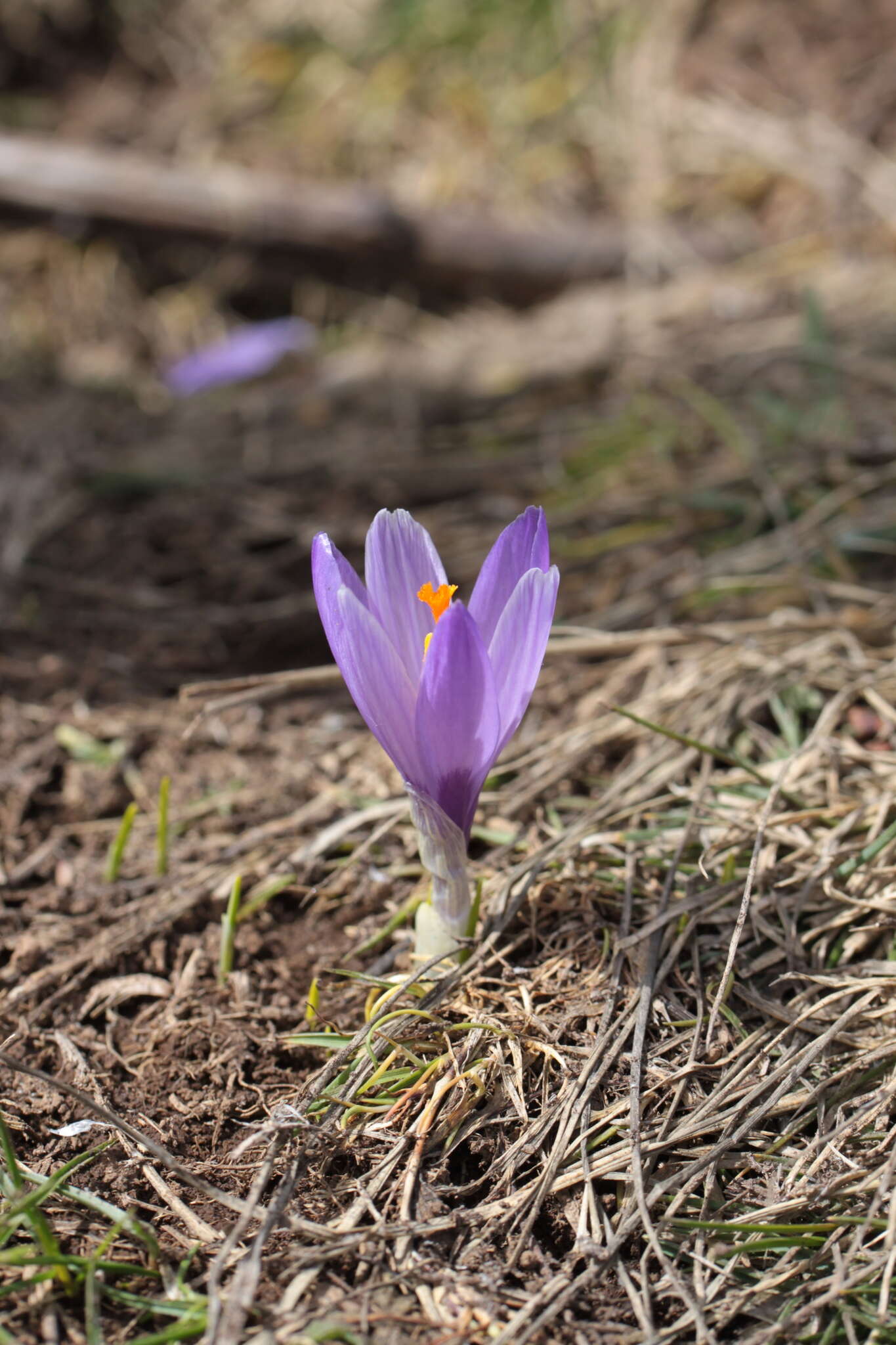 Image of Crocus neapolitanus (Ker Gawl.) Loisel.