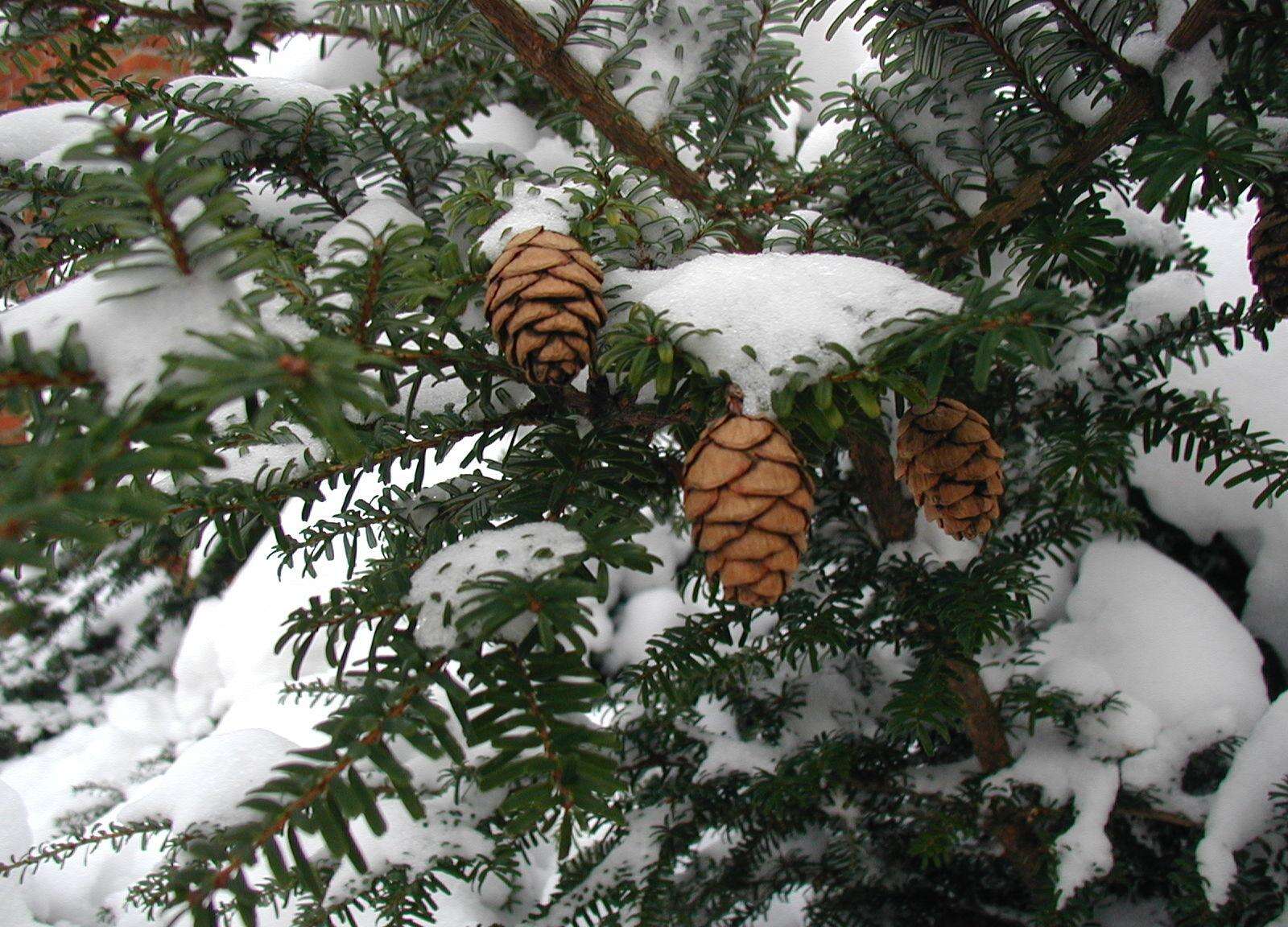 Image of Northern Japanese Hemlock