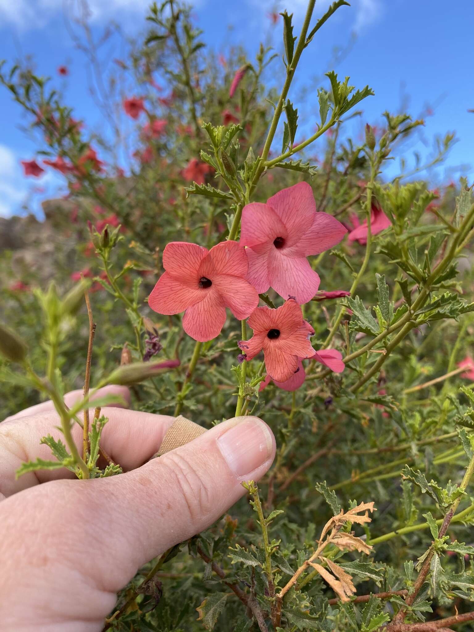 Image of Hermannia stricta (E. Mey. ex Turcz.) Harv.