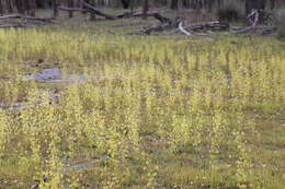 Image of Drosera stricticaulis (Diels) O. H. Sargent