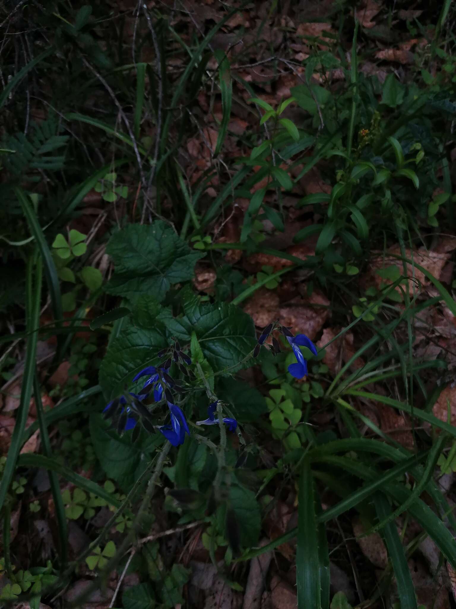 Salvia vitifolia Benth. resmi