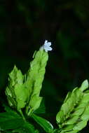 صورة Strobilanthes cumingiana (Nees) Y. F. Deng & J. R. I. Wood