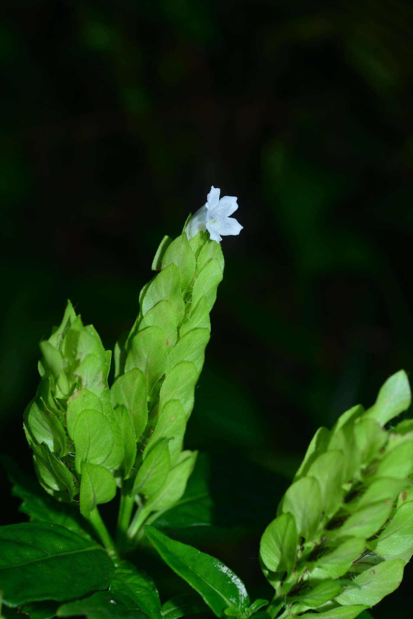 صورة Strobilanthes cumingiana (Nees) Y. F. Deng & J. R. I. Wood