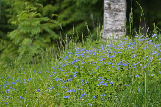 Image of bird's-eye speedwell