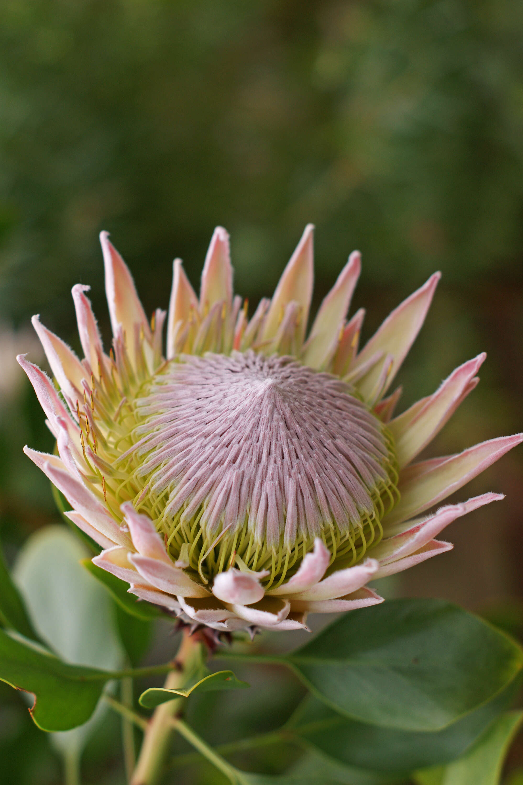 Imagem de Protea cynaroides (L.) L.