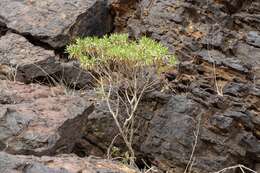 Eremophila freelingii F. Muell. resmi