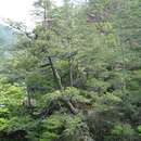 Image of Chinese Douglas-fir