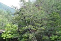 Image of Chinese Douglas-fir