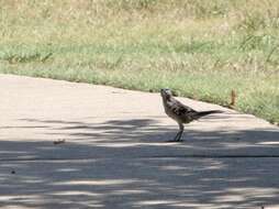 Image of Northern Mockingbird