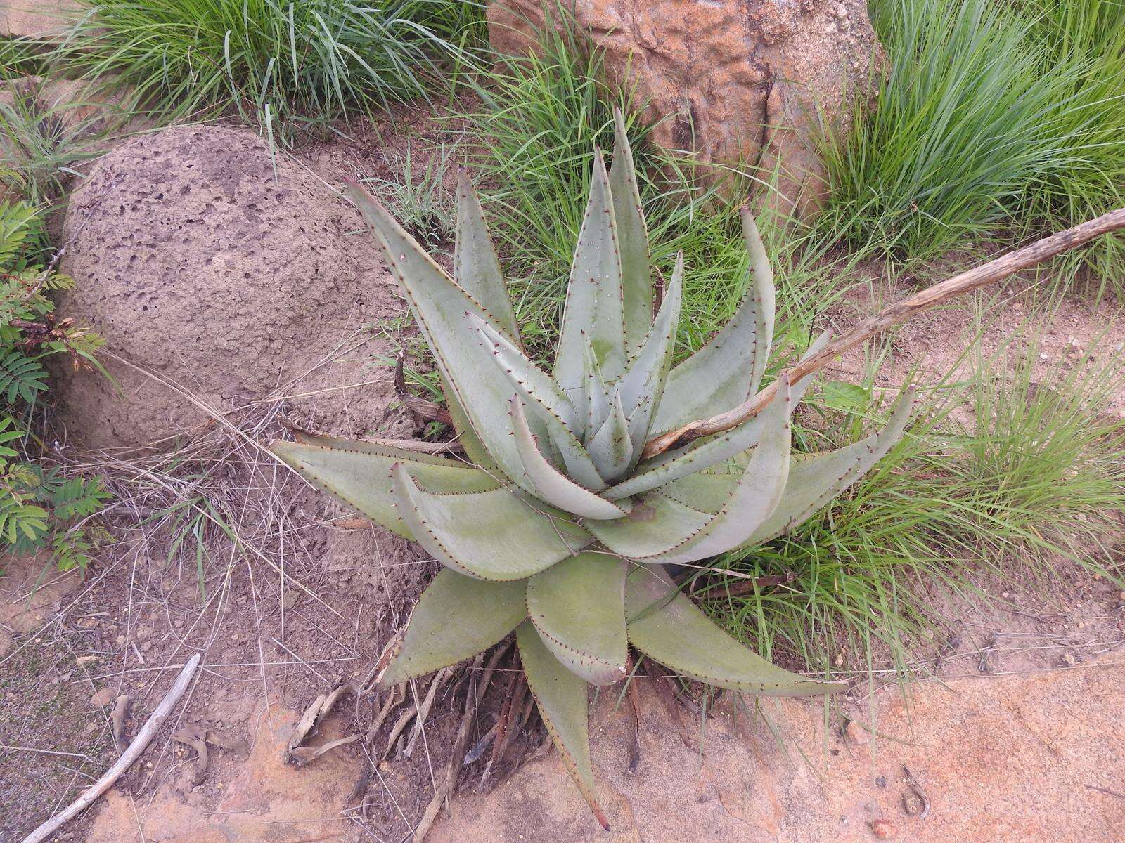 Image of Nespruit rock aloe