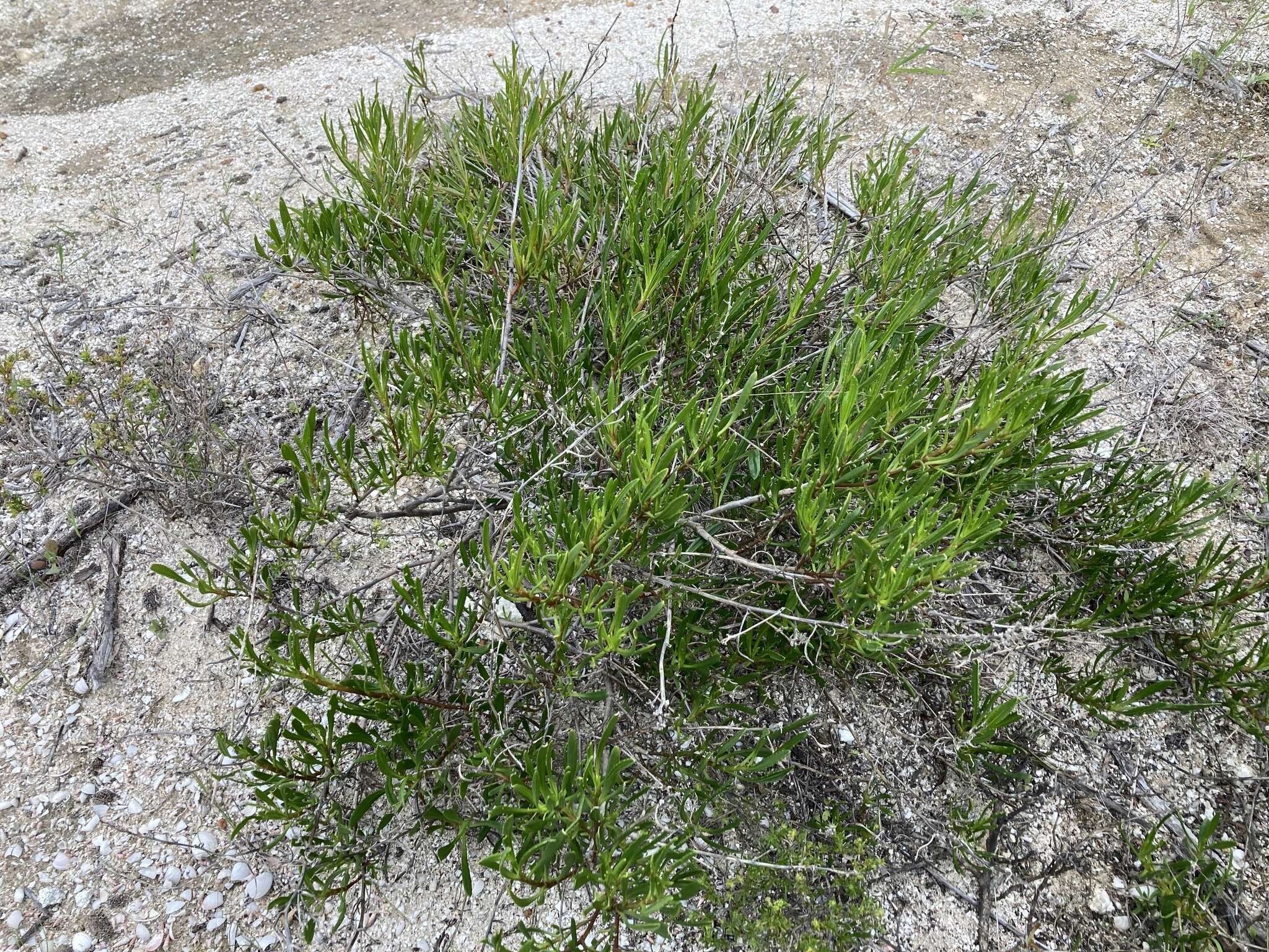 Image of Scaevola anchusifolia Benth.