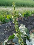 Image of Rumex patientia subsp. orientalis Danser