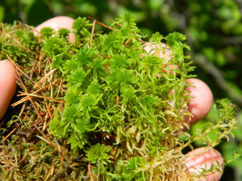 Imagem de Sphagnum angustifolium C. E. O. Jensen 1896