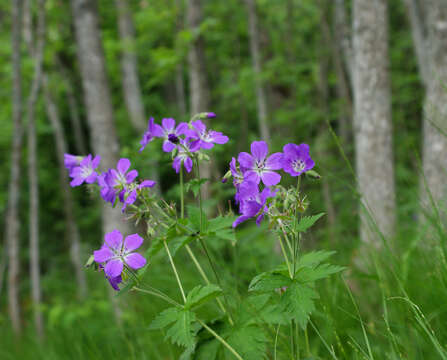 Image of Wood Crane's-bill