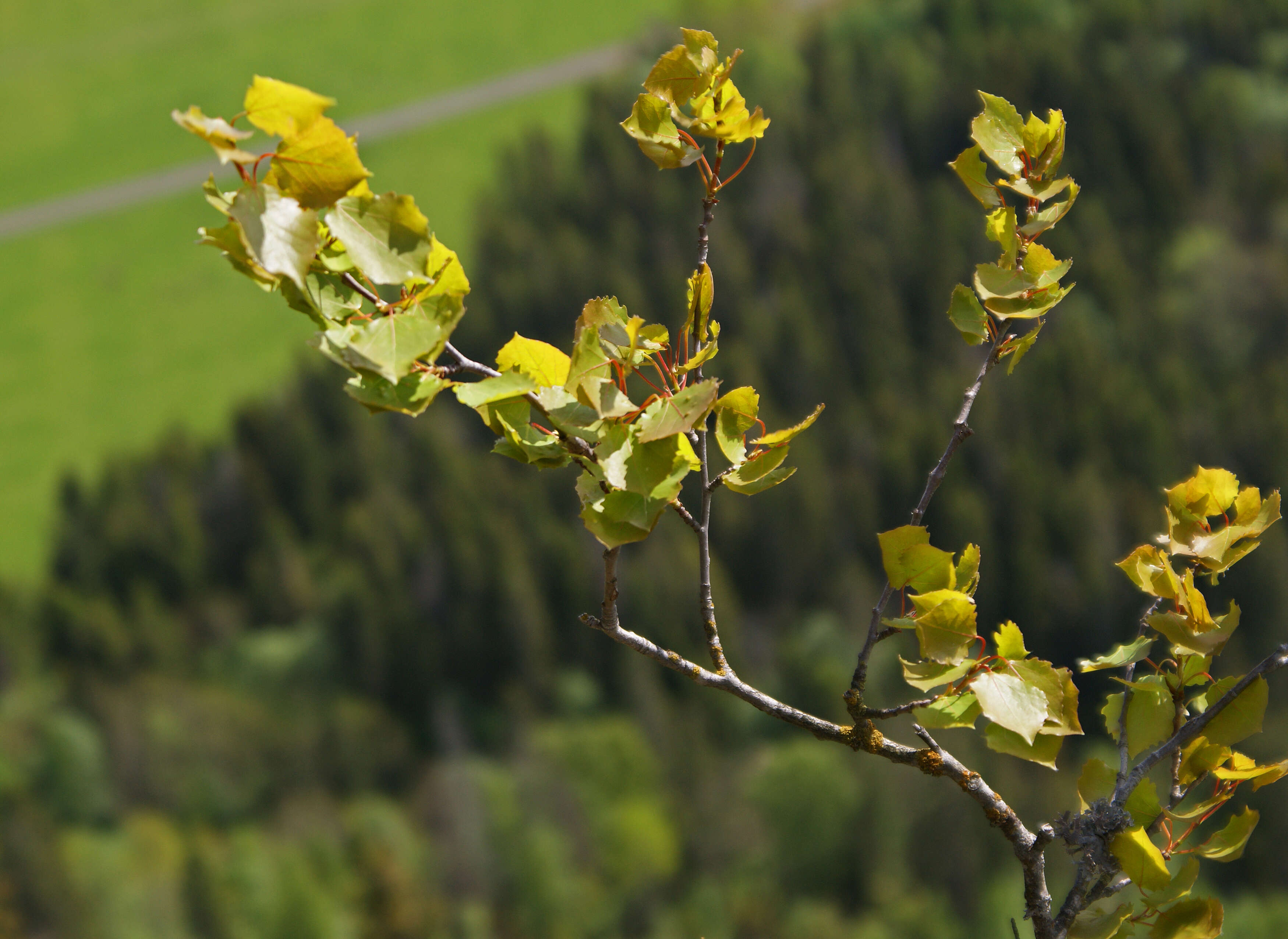 Image of Common Aspen