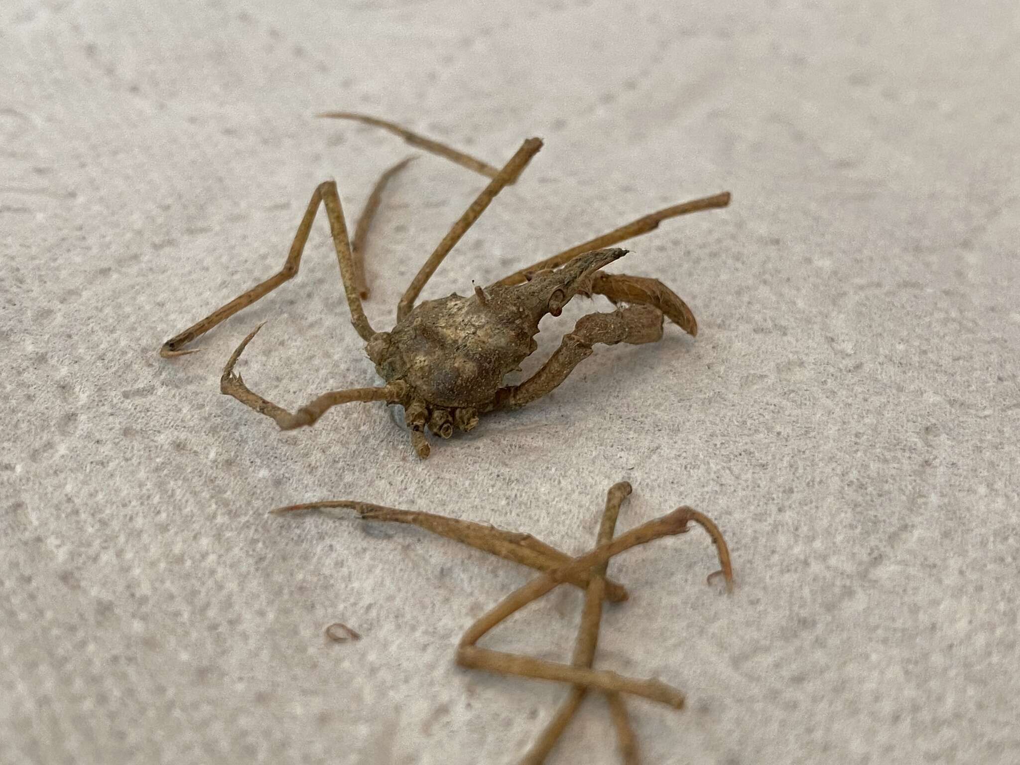 Image of long legged spider crab