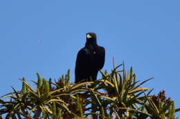 Image of Black Eagle