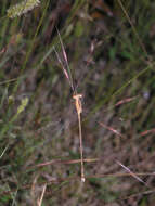 Image of Dusky Spreadwing