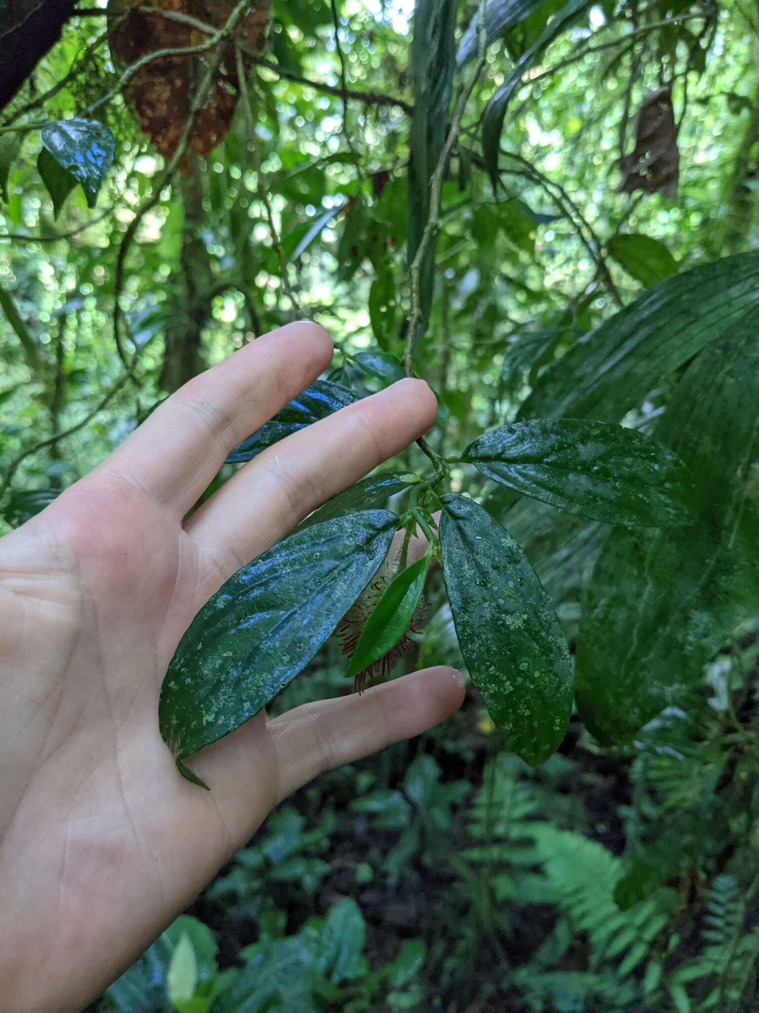 Image of Columnea sanguinolenta (Klotzsch ex Oerst.) Hanst.