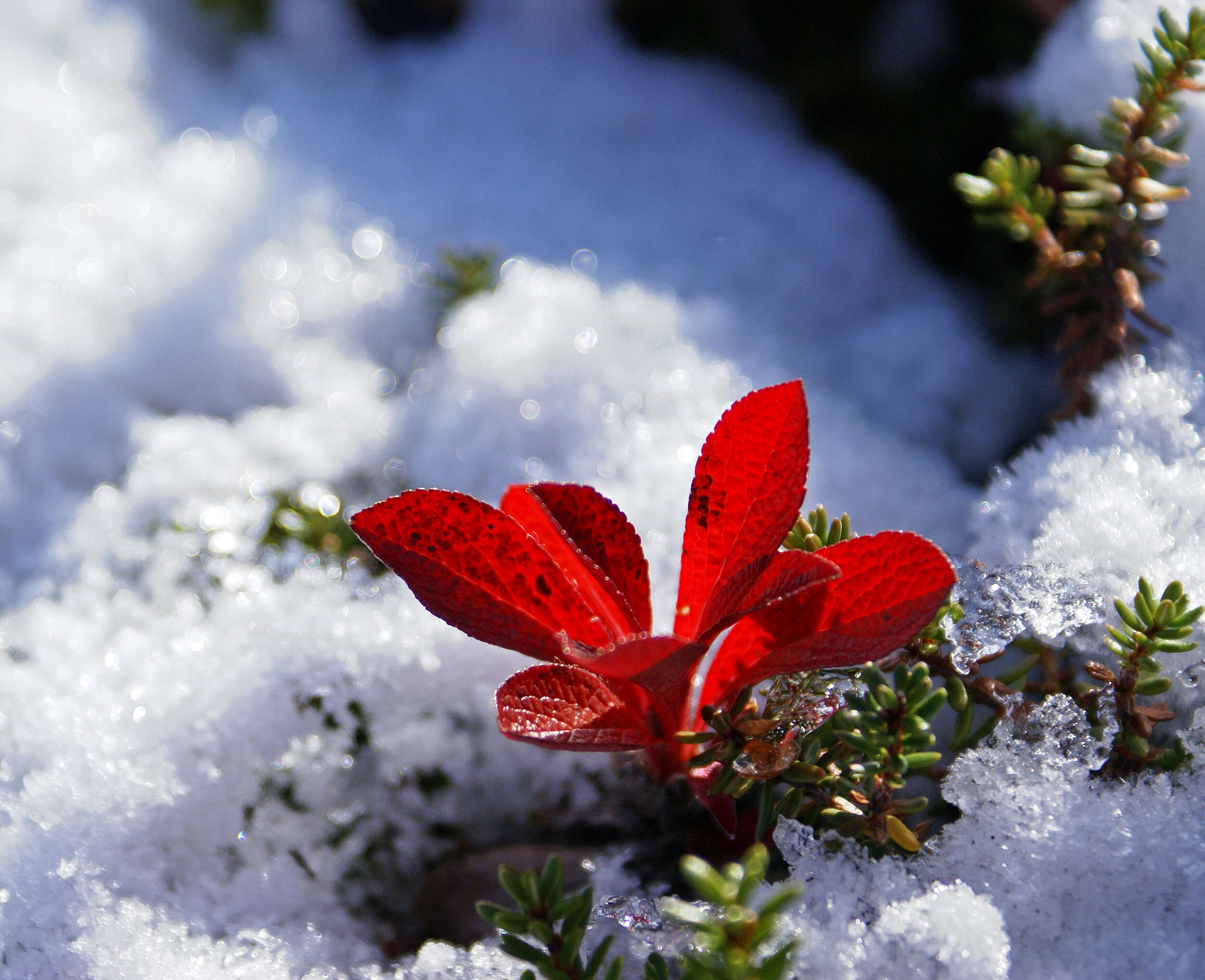 Image of Alpine bearberry