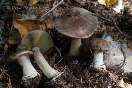 Image of Cortinarius cupreorufus Brandrud 1994