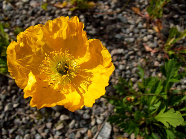 Image of Iceland Poppy