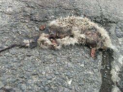 Image of Northern White-Breasted Hedgehog