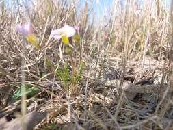 Image de Oxalis monophylla var. stenophylla (Meissn.) Sond.