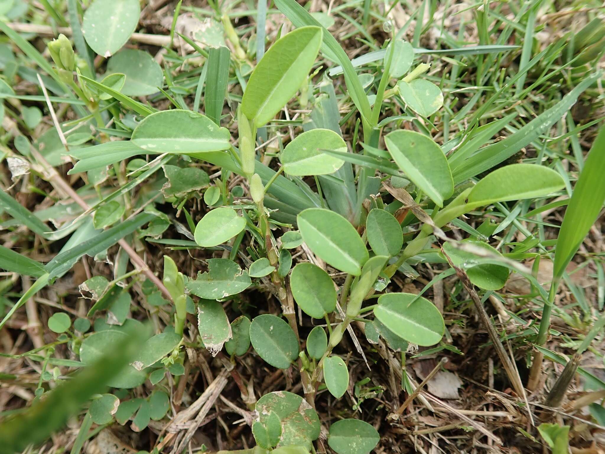 Plancia ëd Alysicarpus vaginalis (L.) DC.