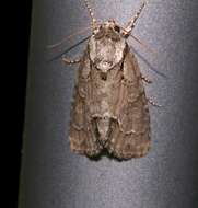 Acronicta parallela Grote 1879的圖片