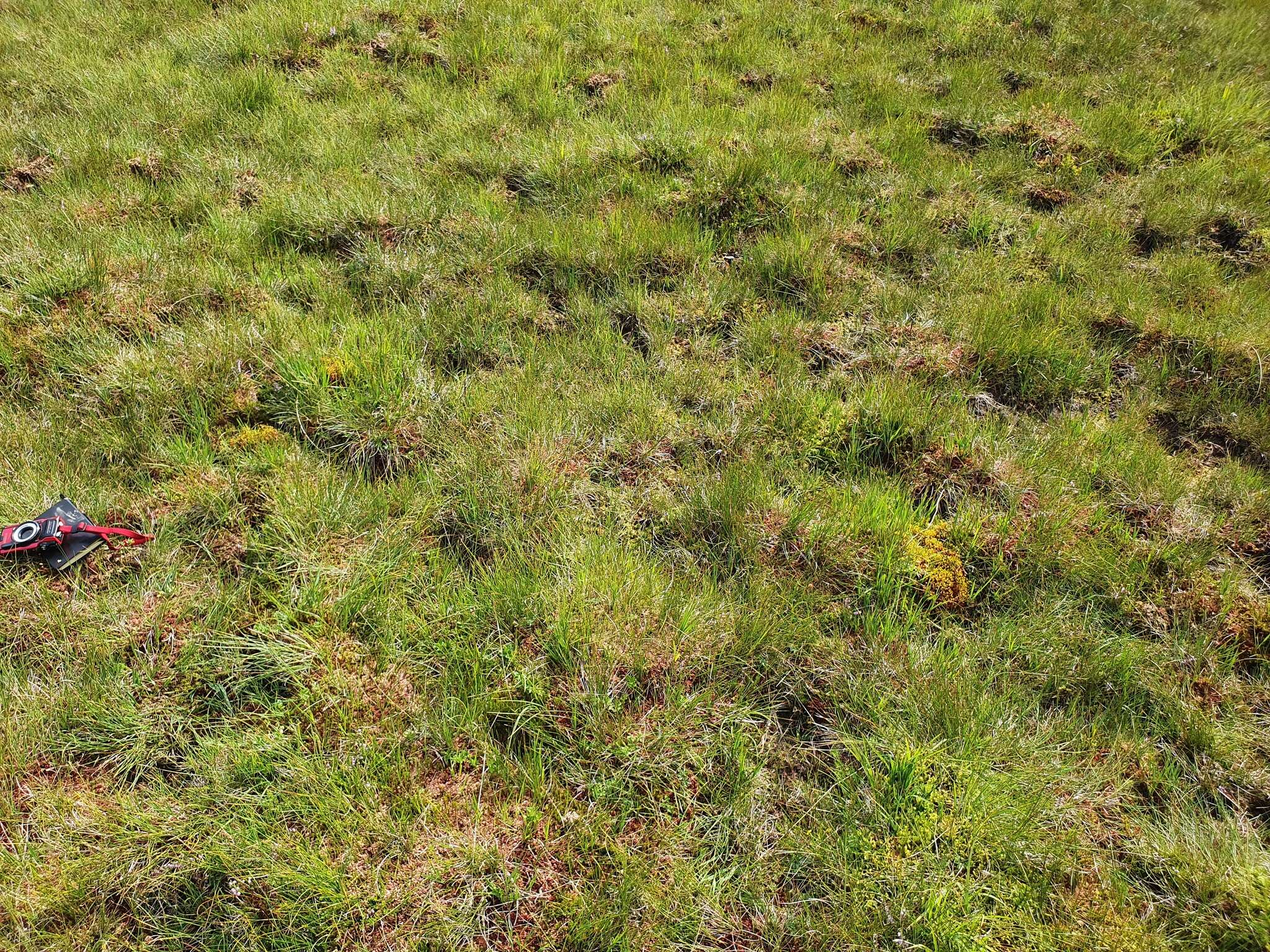 Image of small capsule dung moss