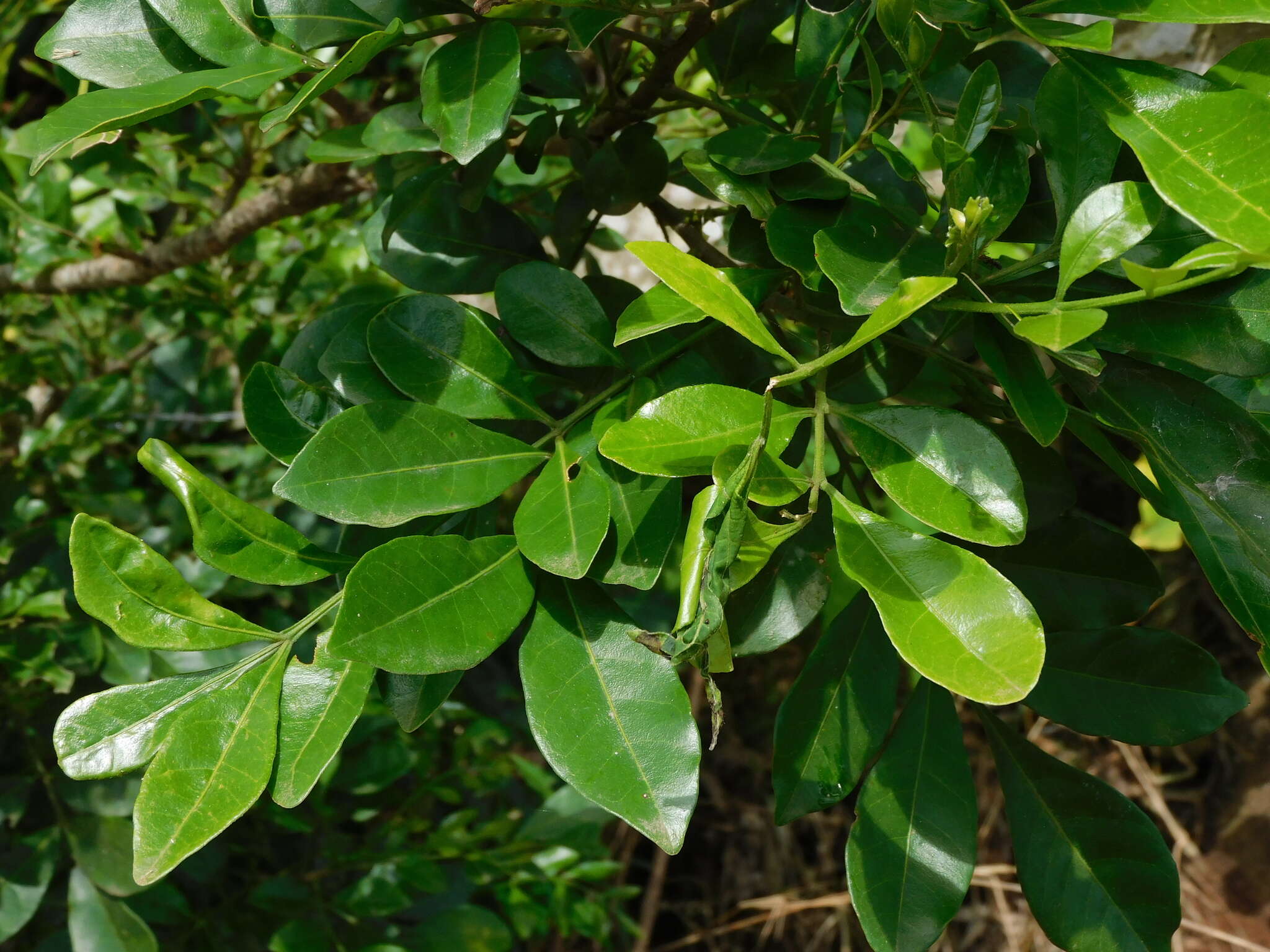 Image of Bastard Lime